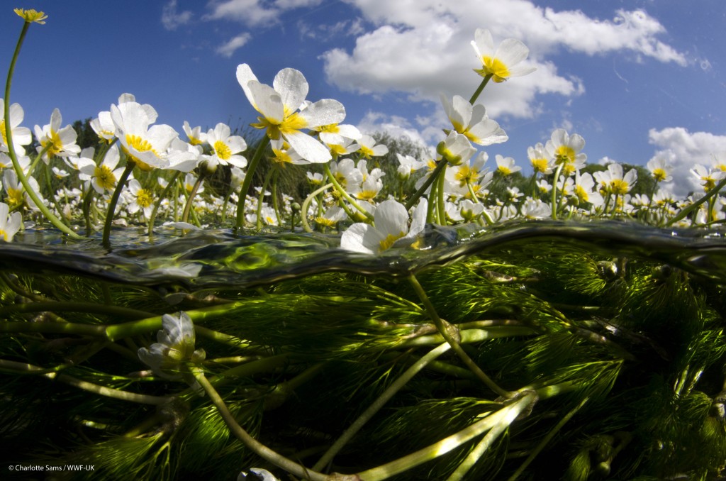  Spilt level view of a chalk stream with the water crowfoot visible above and below the water 