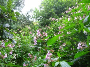 Himalayan balsam plant 