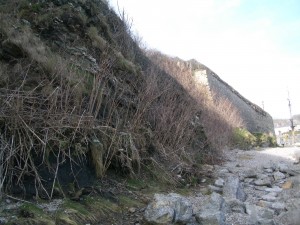 Japanese knotweed growing out of sea wall in Cornwall