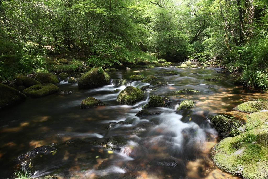 View of a river flowing with a rocky river bed, surrounded by trees