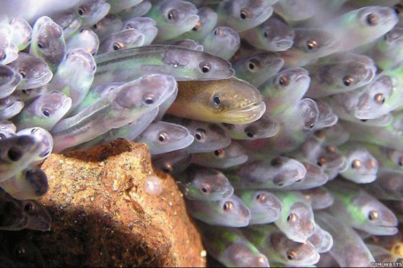 group of eels in the sea