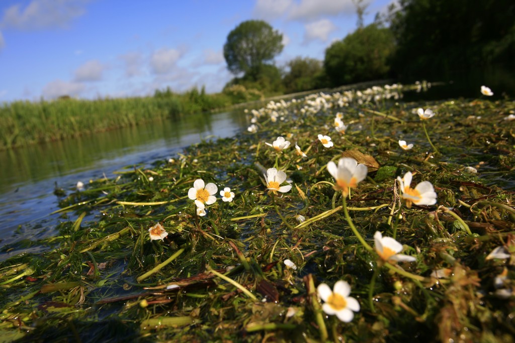 Water crowfoot on the surface of the River kennet